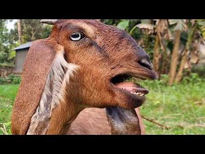 Goat Bleating Sounds Collection (High Quality) from My Village | Pure Goat Sounds Episode 11