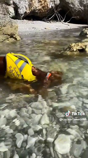 CockerFanWorld op TikTok