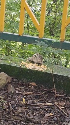 Cute squirrel 🐿️| #nature #squirrel #viralshort #trendsong