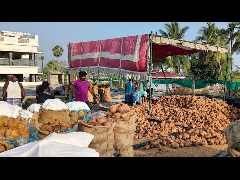 Coconut 🥥 Loading Processing And Quality Check ✅ |#vipbro