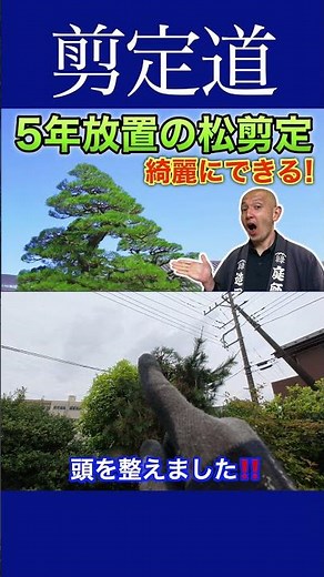 "What do I do with this?.." How to shape an overgrown pine tree!! #PruningTips #Gardening #Garden...