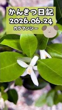 かんきつ日記【カラマンシー】2026.06.24 #shorts #garden #園芸 #栽培