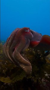 Curious Cuttlefish Checks Me Out! 🦑✨