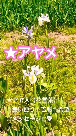 【💓アヤメ〜(๑˃̵ᴗ˂̵)❤️】畑で見つけました〜♪ #アヤメ#癒し #綺麗 #お花 #flowers #畑#shorts