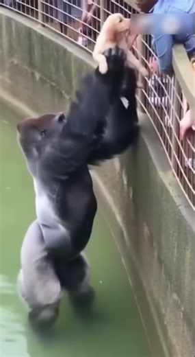 At the zoo,a gorilla rescues a dog that fell into its enclosure and returns it to the owner #animal