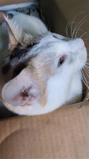 Adure Alo 😽😺❤️#shortsviral #cat ‪@shiulibala‬