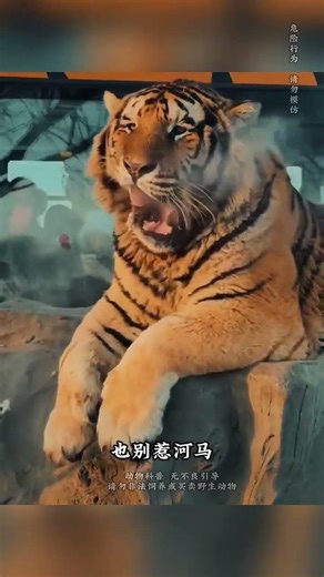 Unleashing the Hidden Strength of Hippos: Meet Nature's Powerhouses