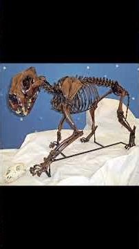 Cave Lion #animalfacts #animals #wildlife #cavelion #lion #iceage #pleistocene #fossil #prehistoric