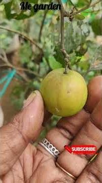 Planting a tree in a large pot
