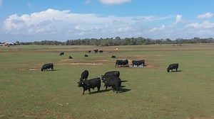 3.3K views · 26 reactions |  NEW on SuperiorLivestock.com!  Ready...