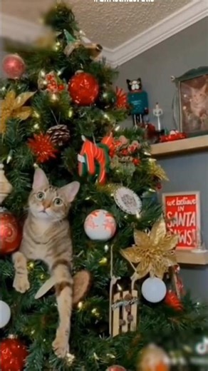Cat Destroys Christmas Tree in Hilarious Short Video! 🎄😼 #ChristmasFails"