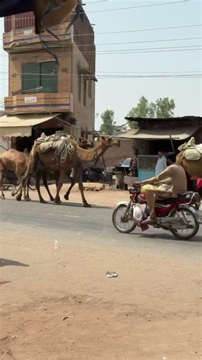 LLEGO LA DUEÑA DE LOS CAMELLOS 🐫