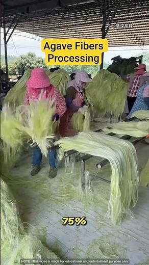 Harvesting AGAVE LEAVES For Fashion Industry? #shorts