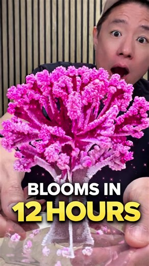 Tiny Cherry Blossom Tree Kit from Japan Blooms in 12 Hours!