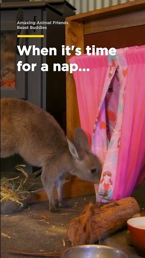 This kangaroo & wombat duo are never too far apart | Smithsonian Channel #Shorts