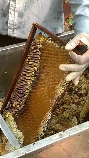 Raw Honey Harvesting 🍯🐝 | From Hive to Jar