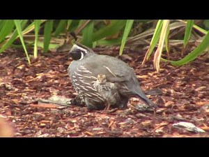 Quail Papa and babies