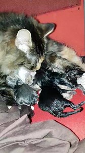 2.1K views · 211 reactions | Oksana has given birth to 5 beautiful kittens, 1 ginger, 1 grey, 1 tortie, 2 black. No applications will be taken for kittens until they are fully vet worked sorry. | 2nd Chance Cat Rescue | Facebook