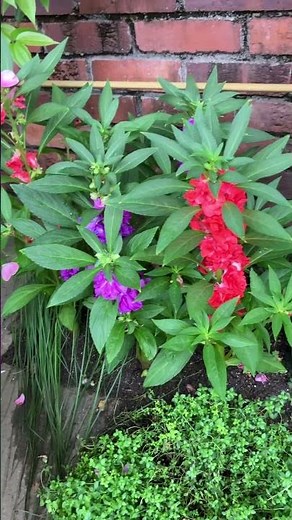 四色のホウセンカ#鳳仙花#flowers #植物#庭の花 #garden #gardening #ガーデニング