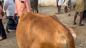 4.1K views · 87 reactions | Cow market pileru, full details youtube's ( Lkschanal ) Part 26 | Lks Chanal | Facebook