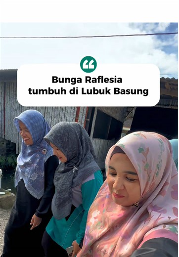 Penemuan bunga Raflesia di daerah Sitingkah Tapi kecamatan Lubuk Basung. Kab. Agam. #bungabangkai #raflesia #bungalangka #raflesiaarnoldi #ajaib