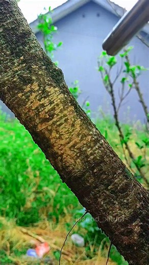 Taufik Walhidayat on Instagram: "Learning bonsai - Trying a unique grafting technique 🌱🌏 #bonsai #tree #garafting #unique #nature #gardening"