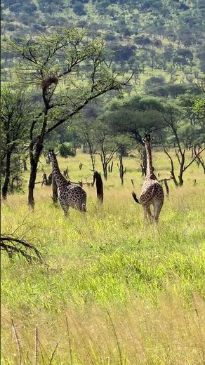 Two Giraffes Feeding in the Serengeti Plains