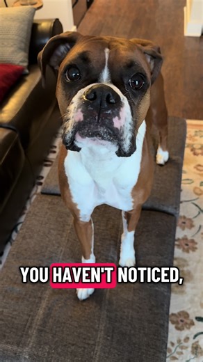Daily Wisdom from My Boxer Dog Mom