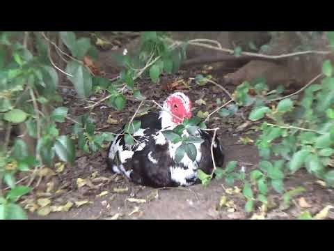 Texas Duck Pond - Muscovy Duck_17🎼