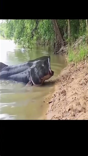 Huge Catfish Attacks Thirsty Jaguar — Then Something Incredible Happens…