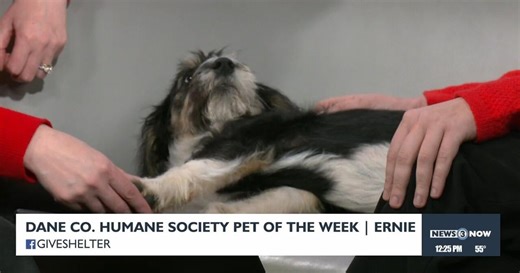 Pet-entially Yours: Meet Ernie from the Dane County Humane Society!