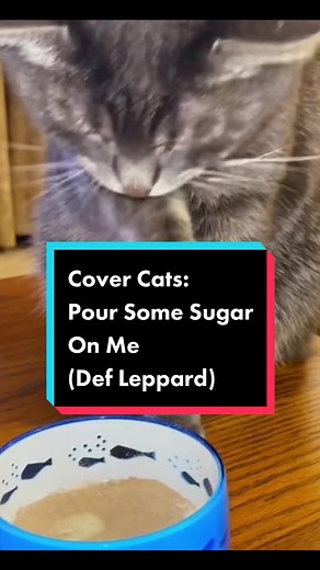 Cover Cats: Pour Some Sugar on Me @Def Leppard. Let’s 🤘😸🤘. Special thanks to St. Claude (on guitar) from the @The Amazing AcroCats 😸🎸Go check out one of his live shows in your area! #cat #catsoftiktok #cats #defleppard #poursomesugaronme #covercats #meme #funny #cute #animal #pet #petsoftiktok #pets #fyp #fyp #viral #foryou #foryourpage