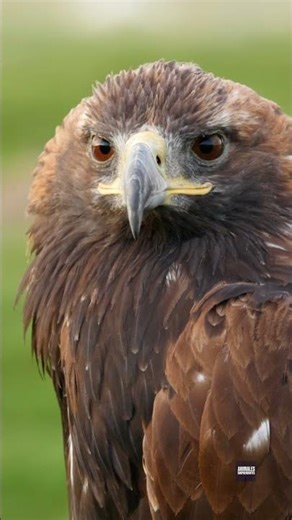 El animal que puede verte a 3 KM (y detecta luz que tú no ves)