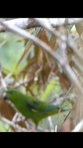 Barred Parakeet Bolborhynchus lineola Cartago, Costa Rica 🇨🇷 #costarica #parrot | North Africa Parrot Services