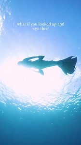 259K views · 10K reactions |  mermaids are in these waters 隆‍♀️ #mermaid tail by Finfolk Productions | Mermaid Sirenity | Facebook