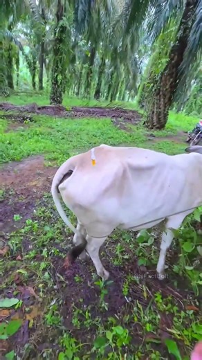 🐄 Why Do People Hit a Cow Before Injection? 😳 | #factbolt #shorts