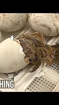 Watch A Duck In Real Time