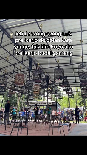 Kicau Mania: The Exciting World of Bird Singing Competitions