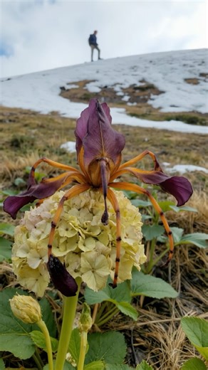Oleg Pars | Kinetic Fields | Field Notes – Entry #212 Location: Alpine meadow near the southern snow line, east of Mount Hartvann Species: Irispoda fugax It moved like... | Instagram
