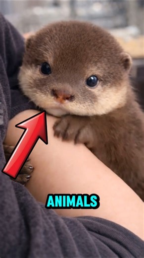 Animals That Look Scary But Are Actually Cute😨 #animals #funfacts #cute