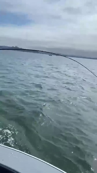 199K views · 364 reactions | Those 360 Pro Rods are . Vernie Cross getting it done on the Columbia River today! Picture of fish in comments! #edgerods #bethelegend #northforkcomposites #salmonfishing | Edge Rods by Gary Loomis | Facebook