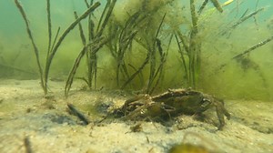 The Green Crab | Marine Science | Maria Mitchell Association