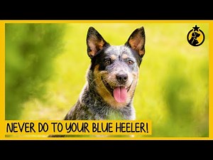 5 Things You Must Never Do to Your Blue Heeler