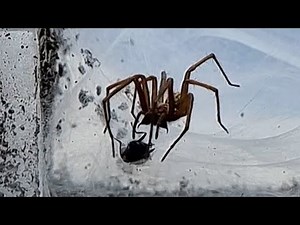 Brutal Feeding Giant House Spider