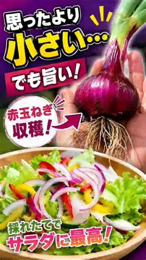 【赤玉ねぎ収穫】大きいと思ったらまだ小さかった…でも採れたて最高！