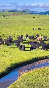 5.3K views · 151 reactions | The rolling grassland of Amdo came alive as nomads herd their animals. | Face of Tibet | Facebook