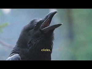 Crow or Raven You’ve Been Wrong!