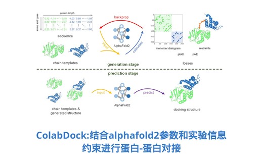 Colabdock:结合alphadock2和实验信息约束进行蛋白-蛋白对接-00:论文选读