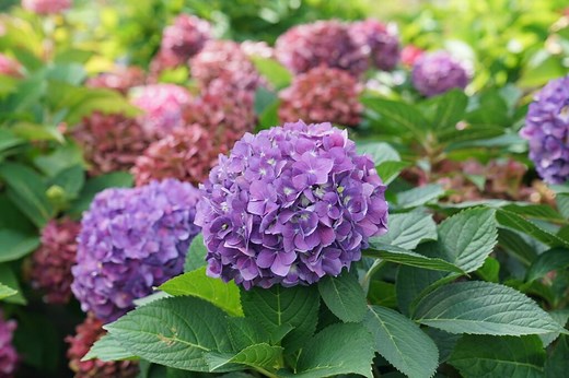 When and How to Prune Hydrangeas for Reliable Blooms - Garden Design