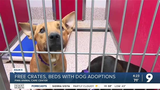 Get a free crate and bed when you adopt a large dog at PACC